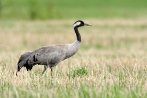 Der Kranich hat sich dank EU-Vogelschutzrichtlinie wieder erholt (Foto: Frank Derer)