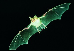 Faszinierende Jäger der Nacht. Mausohr im Flug. Foto: Eberhard Menz.