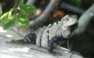 Leguan auf der Isla Contoy. Foto: K.Kreiser