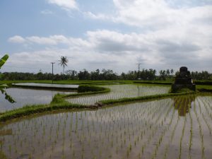 reisfeld_bali2