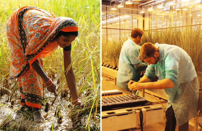 Alte und neue Formen der Landwirtschaft - Bäuerin in Indien und Labormitarbeiter von Bayer CropScience