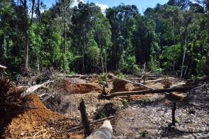 Das sensible Ökosystem Wald ist durch Abholzung, fortschreitende Flächenumwandlung in landwirtschaftliche Anbauflächen und Goldabbau massiv gefährdet. Foto: Andrea Schell