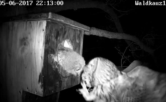 Männchen bringt Vogel zum Füttern, vermutlich eine Meise.
