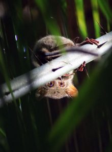 Erwischt: Ein Koboldmaki beim Turnen - Foto: Lara Shirin Bienkowski