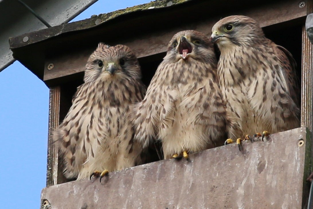 Turmfalken in wichtiger Mission