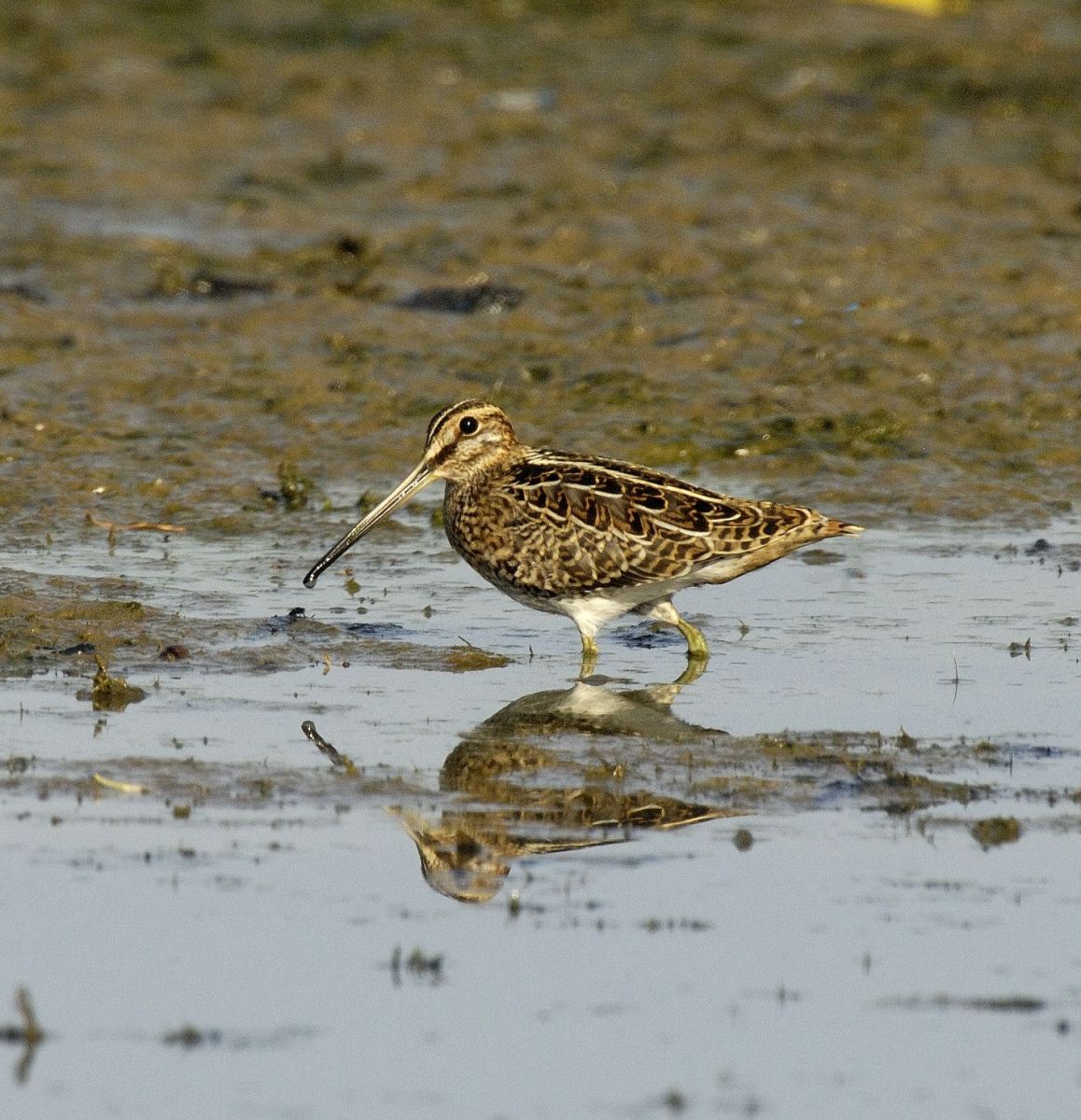 MOIN Feldarbeit Nester finden über Umwege