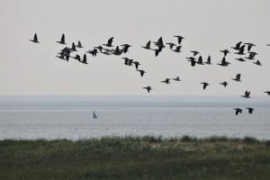 Der Vogelzug der Weißwangengänse - beobachtet von der Insel Trischen. Foto: Anne de Walmont
