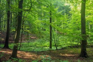 Intakte Wälder dienen als CO2-Senke