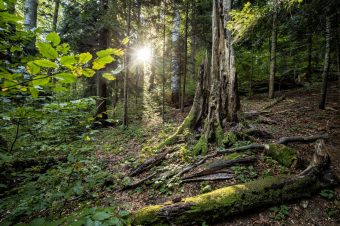 Intakte Wälder sind wertvoller Lebensraum und natürliche CO2-Senke in einem - Foto: NABU/ProPark