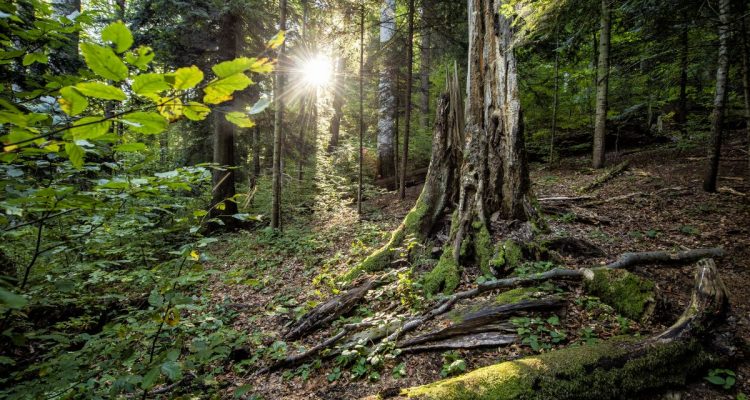 Falsche Anreize: Wie die EU-Gesetzgebung die Entwaldung vorantreibt und das Klima bedroht