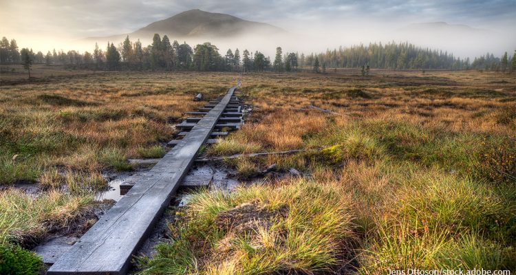 Naturschutz auf Privateigentum: Wie Steueranreize eine Schlüsselrolle spielen können