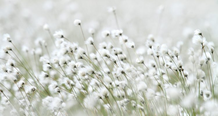 Steueranreize für freiwilligen Naturschutz auf Privatgrund – Umsetzungsmöglichkeiten im deutschen Steuerrecht