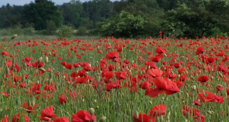 Neues Kapitel im Naturschutz: Wiederherstellung als Weckruf
