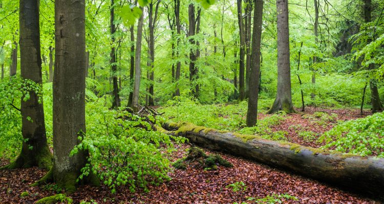 Mit Kohleausstieg haben wir nicht Holzkohleeinstieg gemeint