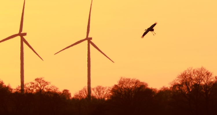 EU-Kommission stellt klar: Behörden zuständig für Artenschutz an Windenergieanlagen