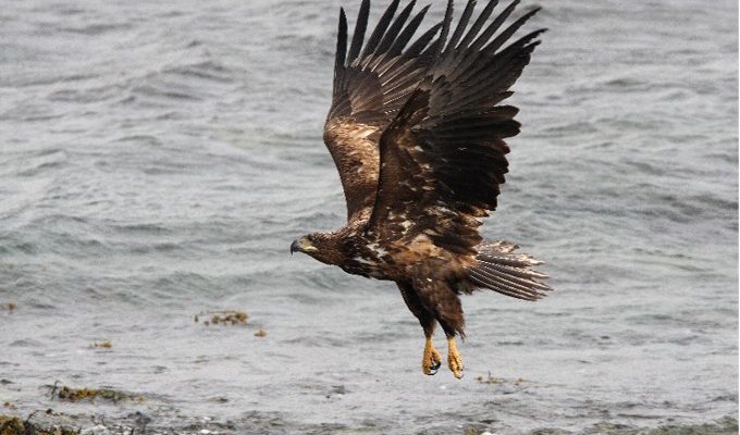 Bleiverbot in Jagdmunition und Angelgewichten jetzt!