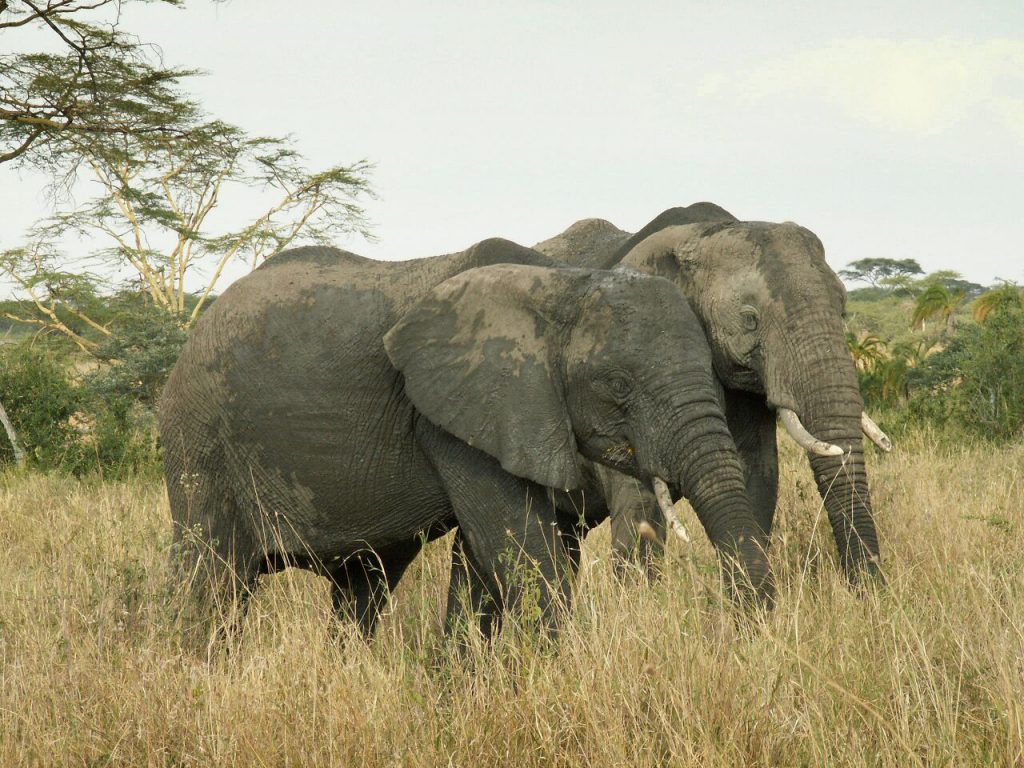 zwei-elefanten-barbara-maas