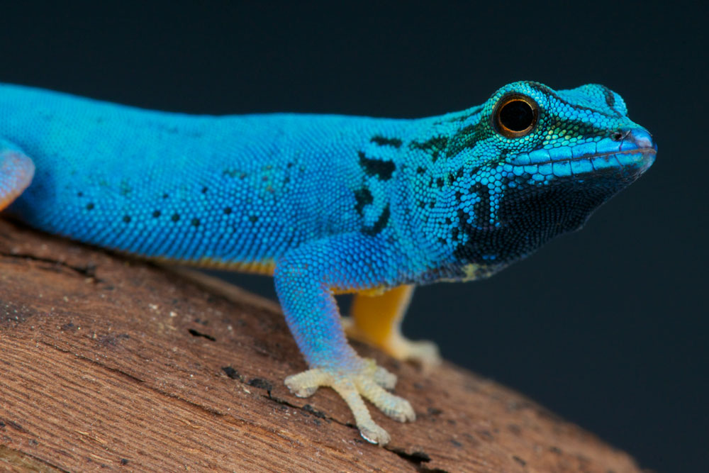 Gecko - Foto: iStock / reptiles4all