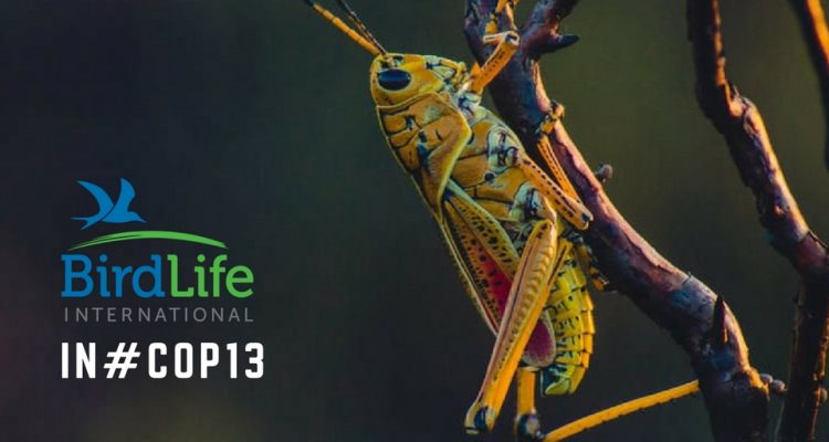 COP-Corner: Die weltbesten Gebiete für die biologische Vielfalt