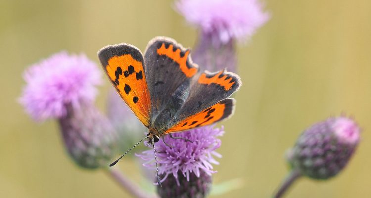 Nature Restoration Law: Wichtiges Ergebnis mit schmerzhaften Abstrichen