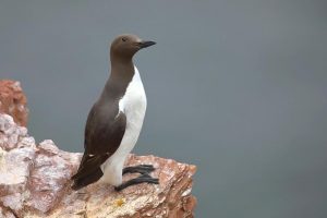 Trottellumme auf einem Felsvorsprung.