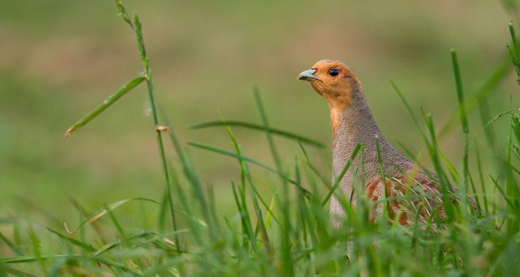 Wirbelt die EU die Gemeinsame Agrarpolitik (GAP) durcheinander? Ein Blick auf anstehende Reformen