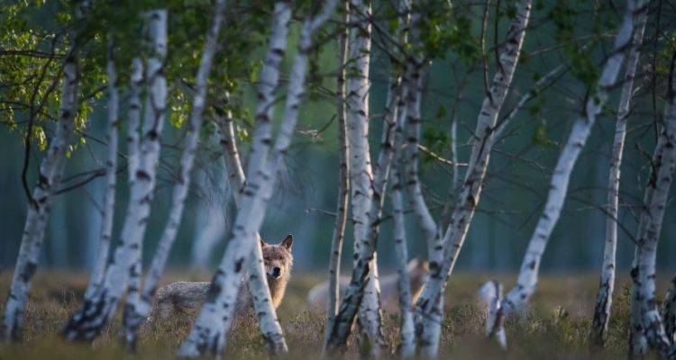EU-Artenschutz unter Druck – Einfallstor Wolf?