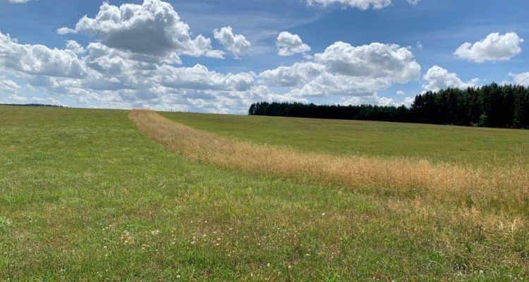 Altgrasstreifen: Mehr Artenvielfalt auf dem Grünland – jetzt leichter planbar