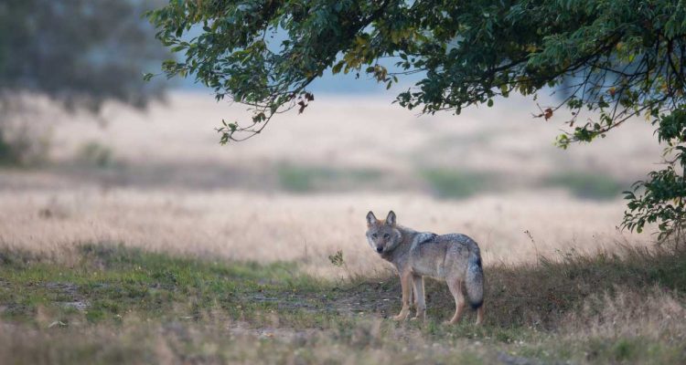 Wölfe bejagen = weniger Risse? Eine praktische Analyse