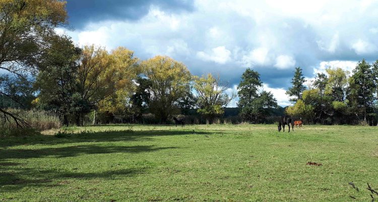 Gemeinsame Agrarpolitik: Was bedeutet das EU- Vereinfachungspaket für die Natur?
