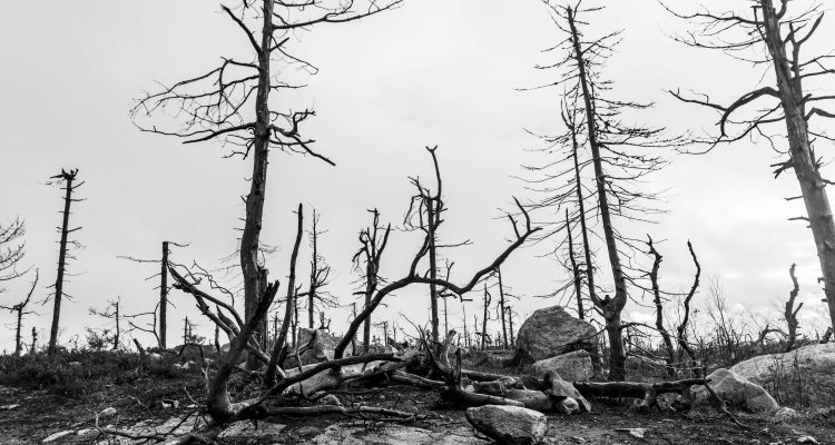 Nächster EU-Haushalt: Endlich in resiliente Ökosysteme investieren!