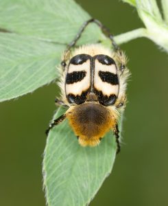 Pinselkäfer auf Blatt