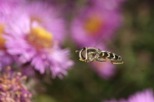 Frühe Großstirnschwebfliege im Flug
