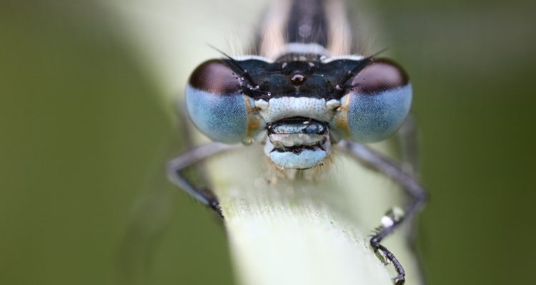 Insektenschutz in der EU: Wo stehen wir?