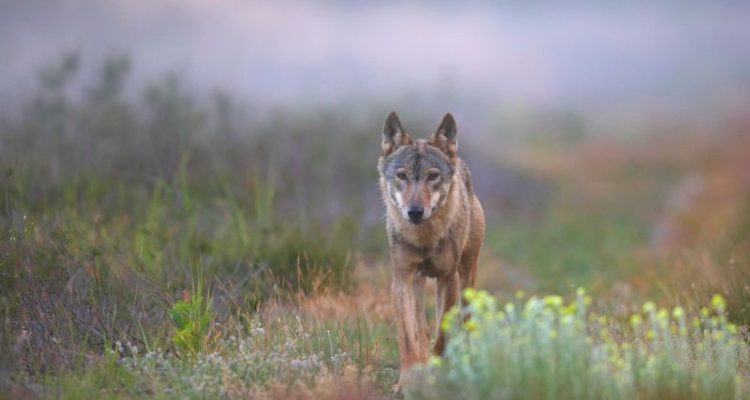Günstiger Erhaltungszustand – politisches „Wünsch Dir was“ zum Wolf