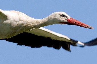 140808-nabu-weissstorch-frank-derer4