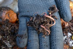 Salatwürmer von Nahem