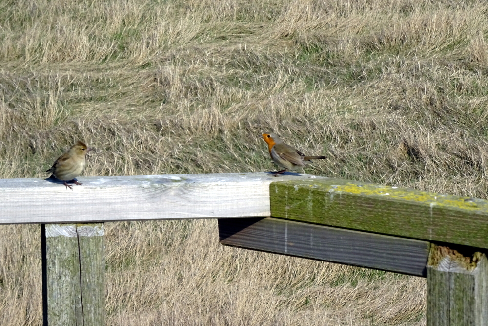 Das Rotkehlchen zeigt ein ausgeprägtes Revierverhalten: es scheucht rastende Vögel in der Nähe der Hütte auf (Foto: M. Maier).