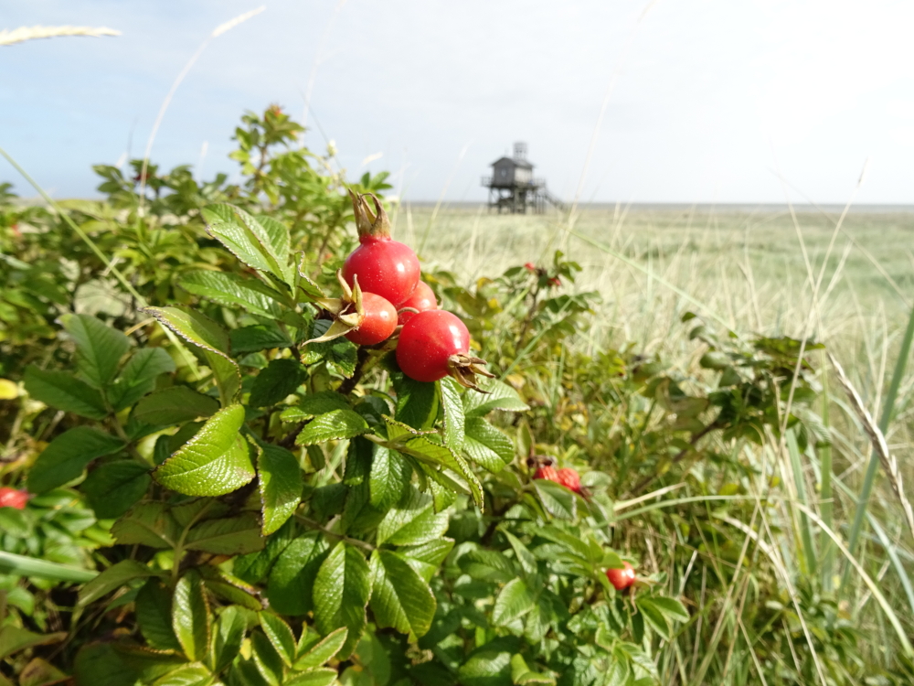 Die Hagebutten sind reif - vor allem kleine Singvögel profitieren auf diese Art von der sonst problematischen Pflanze Rosa rugosa.