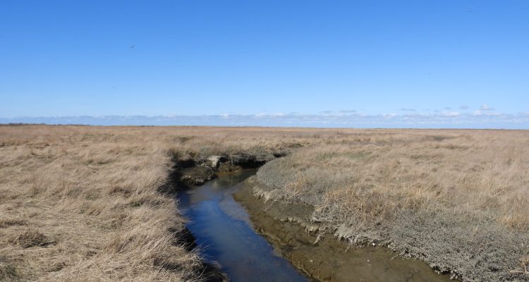 Ein unbedachter Schritt – oder: Die (unfreiwillige) Trischen-Taufe