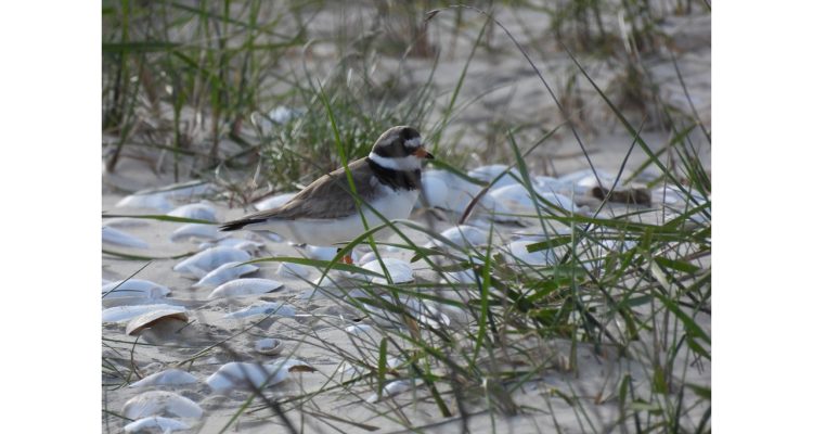 Nachwuchs bei Familie Sandregenpfeifer