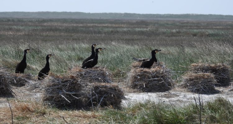 Wie man 5.700 Vögel zählt – Brutvogelerfassung auf Trischen