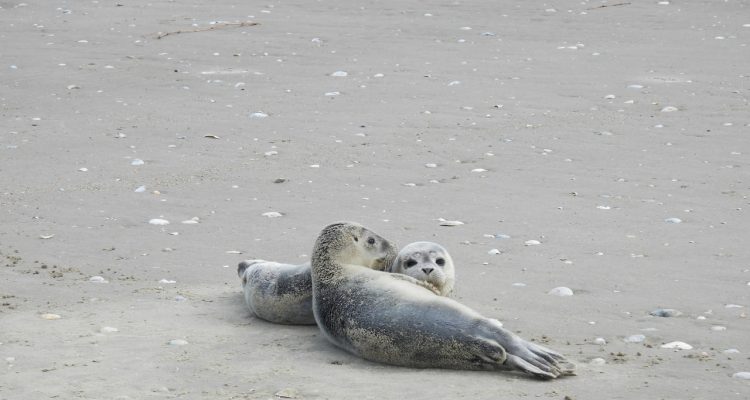 Sommerzeit ist Seehundzeit: Seehunde, Heuler und der Kreislauf der Natur