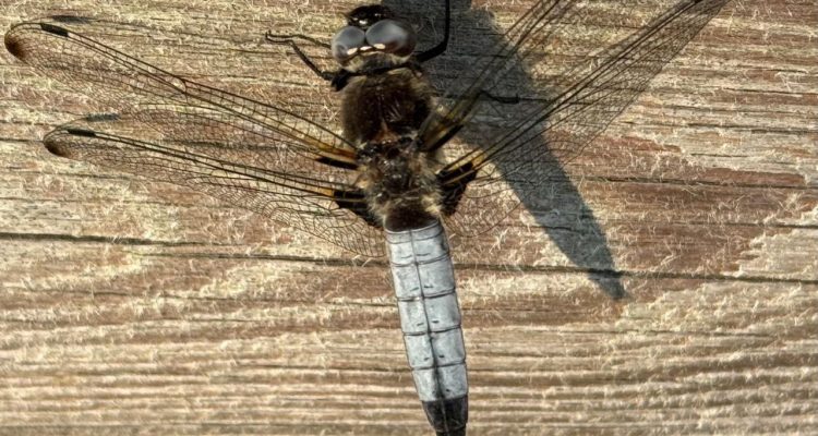 Ein unerwarteter Gast