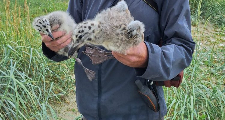 Wie der Ring ans Möwenbein kommt