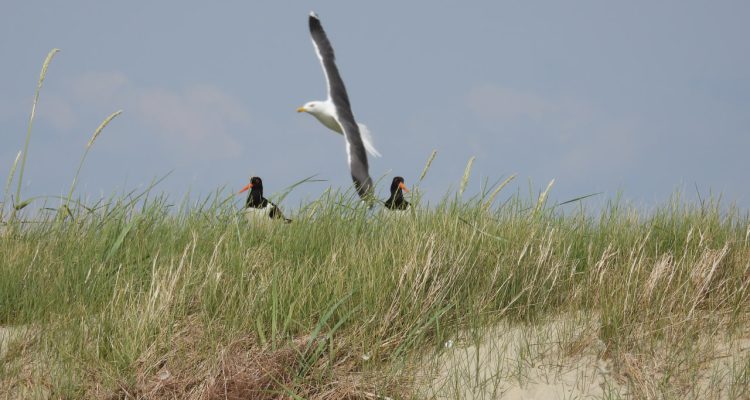 (Nichts) neues von Familie Sandregenpfeifer: Eine schwierige Brutsaison geht zu Ende