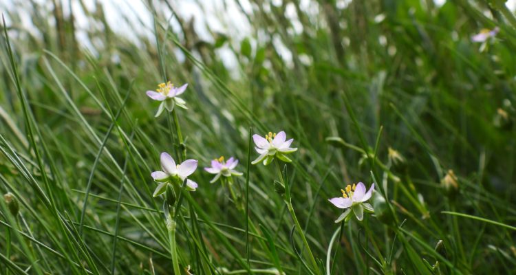 Perspektivwechsel: Überlebenskünstler und unscheinbare Inselschätze
