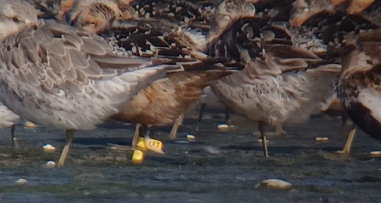Das Geheimnis vom Ring am Vogelfuß