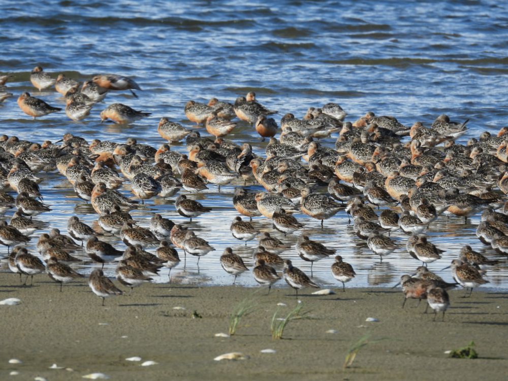 Rastende Knutts mit Alpen- udn Sichelstrandläufern