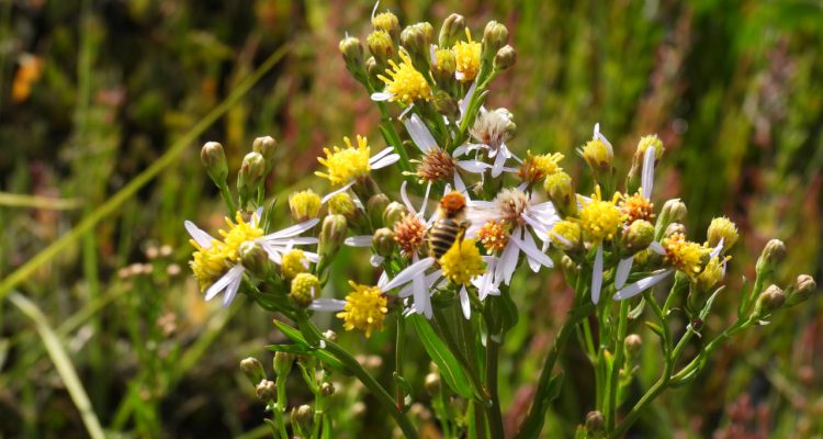 Vom Staunen zum Handeln: Zwei seltene Entdeckungen und die Artenvielfalt